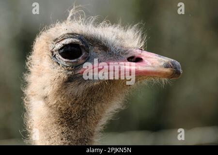 Wild place Project, Bristol, Royaume-Uni. 3rd avril 2023. Batteur l'Ostrich est la dernière arrivée au Wild place Project, il vient de quitter son ancienne maison au Welsh Mountain Zoo. Comme le batteur est un garçon, il ne peut malheureusement pas aider avec des œufs de Pâques extra-grands. Le soutien aux espèces menacées et à la conservation est fondamental pour Wild place qui a des plans pour faire venir des Ostriches à col rouge nord-africains menacées à l'avenir. Le batteur (un Ostrich commun) sera essentiel pour que le zoo puisse tout apprendre sur les soins d'Ostrich avant leur arrivée. Géré par la Bristol Zoological Society, Wild place Project, sur l'outsk Banque D'Images