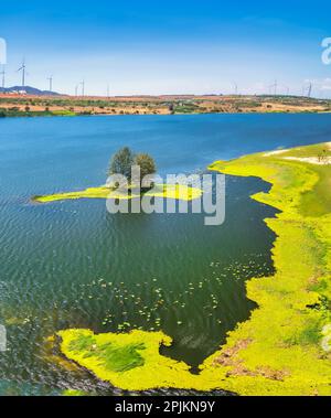 Un beau paysage pastoral - un arbre avec un feuillage luxuriant sur la rive d'un marais au milieu de mousse verte couvrant un grand lac par une belle journée d'été Banque D'Images