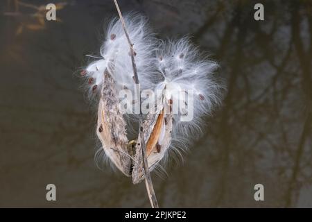 Canada, Manitoba, Winnipeg. Gousses et graines de laits dans la forêt de la Seine. Banque D'Images