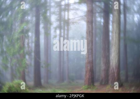 États-Unis, État de Washington. Seabeck, parc national de Scenic Beach. Brouillard matinal en forêt. Banque D'Images