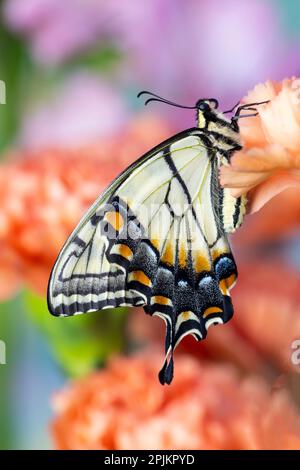 États-Unis, État de Washington, Sammamish. Papillon à queue jaune de tigre de l'est reposant sur la carnation orange Banque D'Images