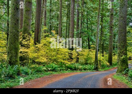 États-Unis, État de Washington, Darrington. Chaussée courbée dans la forêt d'automne de sapins et d'érables de vigne Banque D'Images