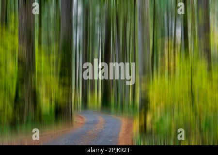 États-Unis, État de Washington, Darrington. Chaussée courbée dans la forêt d'automne de sapins et d'érables de vigne Banque D'Images