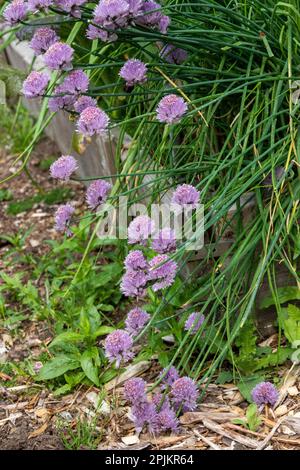 Issaquah, État de Washington, États-Unis. Plantes de ciboulette hivernales en fleurs Banque D'Images