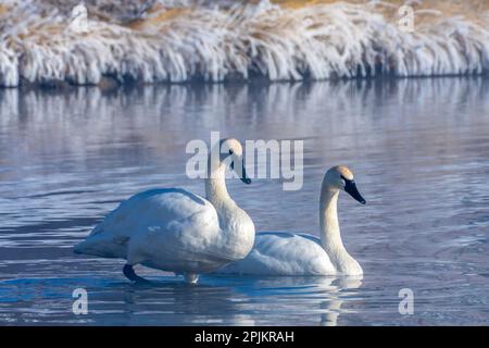 États-Unis, Wyoming, station piscicole nationale de Jackson. Paire de cygnes trompettes sur l'étang en hiver. Banque D'Images