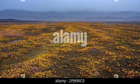 Saule arctique à l'automne. Le côté est du volcan Askja. Highlands dans le parc national de Vatnajokull, site classé au patrimoine mondial de l'UNESCO, Islande Banque D'Images