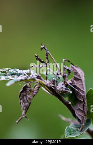 Texas Unicorn Mantis camouflé Banque D'Images