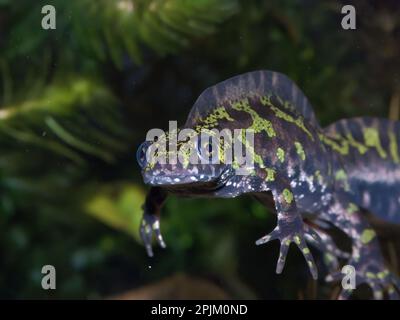 Gros plan aquatique sur un impressionnant mâle français à crête Marbled newt, Triturus marmoratus Banque D'Images