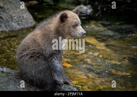 Un cub à l'ours brun attend une maman le long d'Anan Creek. Banque D'Images