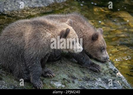 Des petits anxieux attendent la fin de la pêche de la mère. Banque D'Images