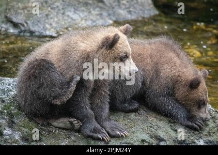 Oursons bruns attendant maman le long d'Anan Creek. Banque D'Images