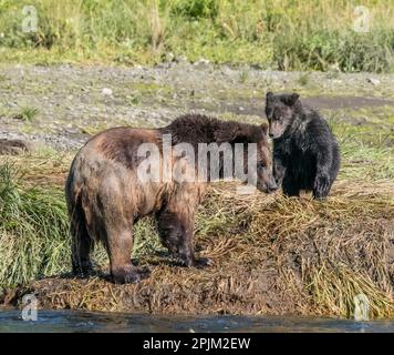 CUB restant près de maman à Pack Creek. Banque D'Images