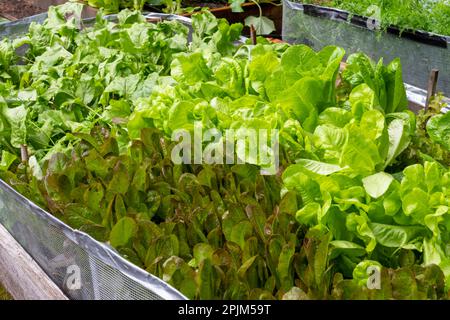 Issaquah, État de Washington, États-Unis. Laitue Intred et Sylvesta et plants de betteraves Chiogga dans un lit de jardin surélevé de 4' x 8', prêts à la récolte. Banque D'Images