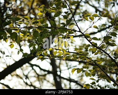 Une végétation luxuriante d'arbres illuminés par la lumière du soleil Banque D'Images