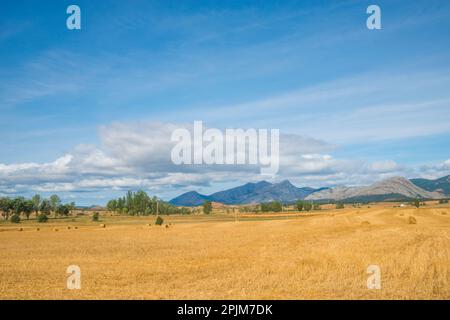 Paysage d'été. Traspeña de la Peña, province de Palencia, Castille Leon, Espagne. Banque D'Images