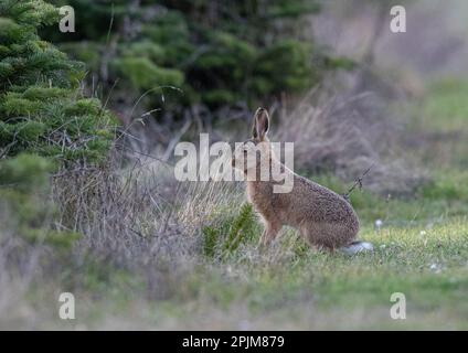 Un joli bébé Brown Hare Leveret (Lepus europaeus), assis sur le bord d'une plantation d'arbres de Noël . Suffolk, Royaume-Uni Banque D'Images