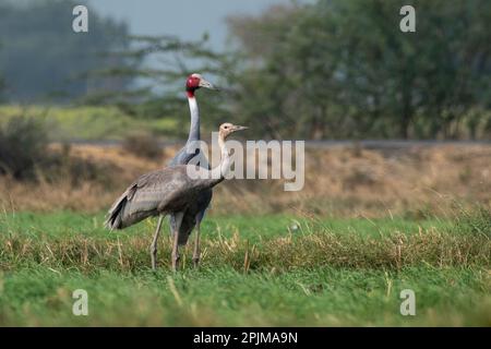 Sarus Crane (Antigone antigone), une grande grue non migratrice et un oiseau volant plus haut, observé près de Nalsarovar dans le Gujarat, en Inde Banque D'Images