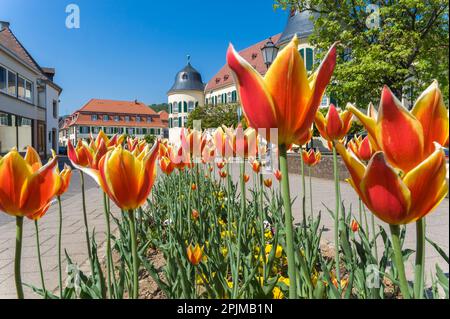 Château de Bergzabern à la place Karoline de la Duchesse, Bad Bergzabern, Palatinat, Rhénanie-Palatinat, Allemagne, Europe Banque D'Images