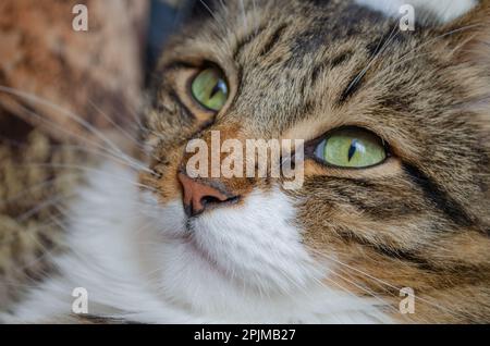 Un chat américain très doux de whair pose sur un morceau de vêtement sur un canapé. Le chat a des yeux verts et le canapé est très semblable à la couleur du salut Banque D'Images