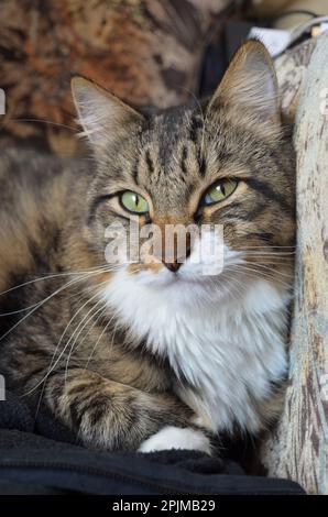 Un chat américain très doux de whair pose sur un morceau de vêtement sur un canapé. Le chat a des yeux verts et le canapé est très semblable à la couleur du salut Banque D'Images