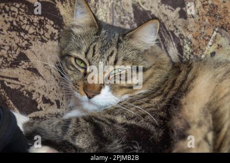 Un chat américain très doux de whair pose sur un morceau de vêtement sur un canapé. Le chat a des yeux verts et le canapé est très semblable à la couleur du salut Banque D'Images