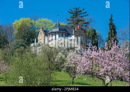 Des amandiers fleuris en face de l'historique Villa Emilienruhe sur la route des vins du sud, Bad Bergzabern, Palatinat, Rhénanie-Palatinat, allemand Banque D'Images