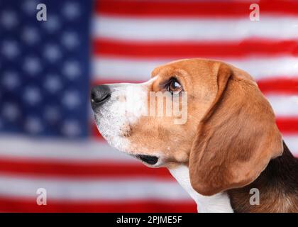 Chien adorable contre le drapeau national des États-Unis d'Amérique Banque D'Images