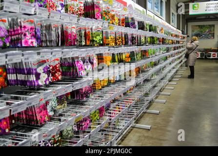 Moscou, Russie, décembre 2019: Stand avec des graines de différentes variétés de fleurs annuelles: marigold, pétunias, etc Le client se trouve sur un arrière-plan flou Banque D'Images