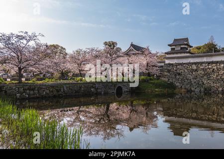 Château de Fukuoka avec fleur de cerisier à Fukuoka, Kyushu, Japon Banque D'Images