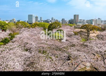 Vue sur les ruines du château de Fukuoka avec fleurs de cerisier à Fukuoka, Kyushu, Japon Banque D'Images