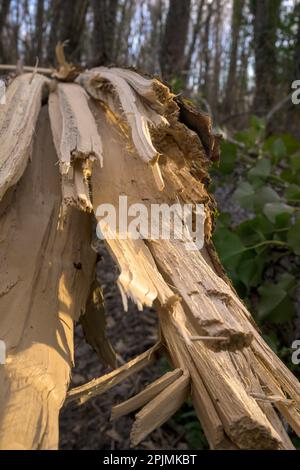 Un jeune arbre brisé avec des éclats au milieu de la forêt par le vent à la verticale Banque D'Images