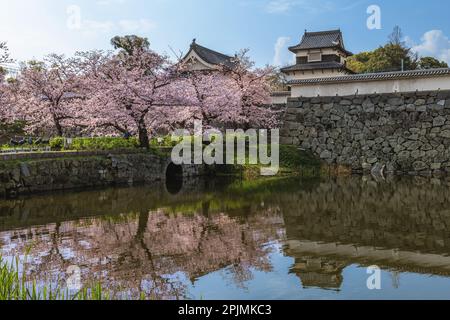 Château de Fukuoka avec fleur de cerisier à Fukuoka, Kyushu, Japon Banque D'Images