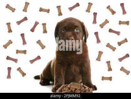 Chien mignon et savoureux biscuits en forme d'os volant sur fond blanc Banque D'Images