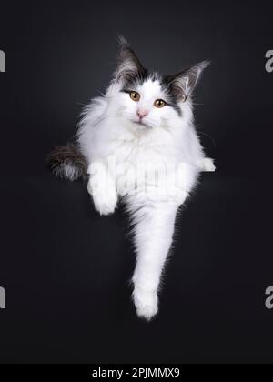 Excellent harlequin Norwegian Forest chaton, en position de devant avec pattes pendantes détendues sur le bord. En regardant vers l'appareil photo. Isolé sur un blanc Banque D'Images