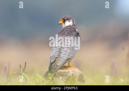 faucon Amur (Falco amurensis). Il se reproduit dans le sud-est de la Sibérie et dans le nord de la Chine avant de migrer dans de grandes troupeaux à travers l'Inde et au-dessus de l'Arabie Banque D'Images