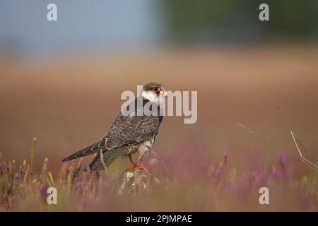 faucon Amur (Falco amurensis). Il se reproduit dans le sud-est de la Sibérie et dans le nord de la Chine avant de migrer dans de grandes troupeaux à travers l'Inde et au-dessus de l'Arabie Banque D'Images