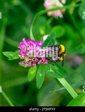 Photo d'abeille collectant le nectar de fleur pourpre, macro image d'une abeille Banque D'Images