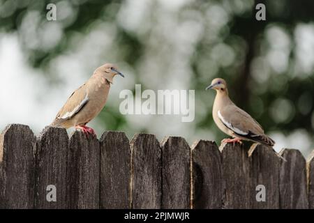 Deux colombes perchées sur une clôture en bois rustique, arpentant leur environnement avec curiosité Banque D'Images