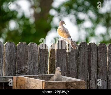 Deux colombes perchées sur une clôture en bois regardant dans des directions opposées, avec une toile de fond naturelle Banque D'Images