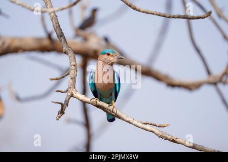 Rouleau indien (Coracias benghalensis), Satara maharashtra inde Banque D'Images