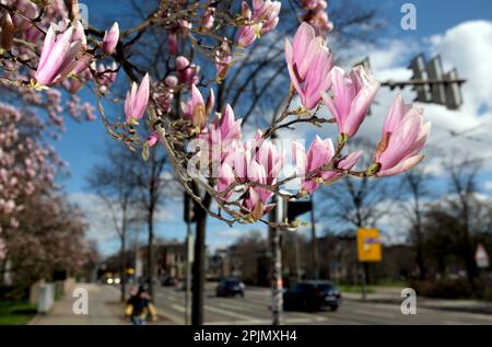 Leipzig, Allemagne. 03rd avril 2023. Les Magnolias fleurissent dans une zone verte. Les météorologues s'attendent à des conditions météorologiques changeantes et fraîches pour le centre de l'Allemagne dans les prochains jours. Credit: Sebastian Willnow/dpa/Alay Live News Banque D'Images