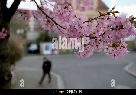 Leipzig, Allemagne. 03rd avril 2023. Les cerises fleuries japonaises fleurissent dans une zone verte. Les météorologues s'attendent à des conditions météorologiques changeantes et fraîches pour le centre de l'Allemagne dans les prochains jours. Credit: Sebastian Willnow/dpa/Alay Live News Banque D'Images