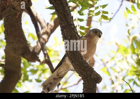 Shikra (Accipiter badius), satara maharashtra indai Banque D'Images