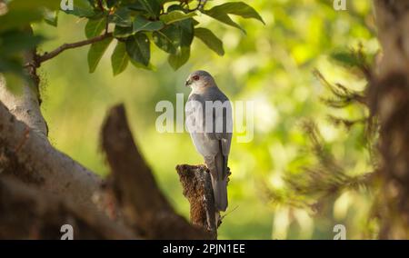 Shikra (Accipiter badius), satara maharashtra indai Banque D'Images