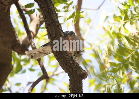 Shikra (Accipiter badius), satara maharashtra indai Banque D'Images