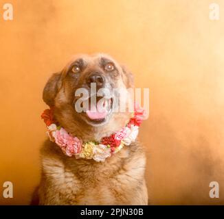 photos de chien sesion kukukukur tihar stile Banque D'Images