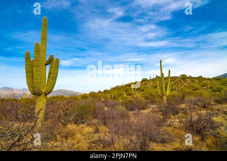 Saguaro cactus poussant le long de Cactus Forest Trail dans le parc national de Saguaro (est), Tucson Arizona. Banque D'Images