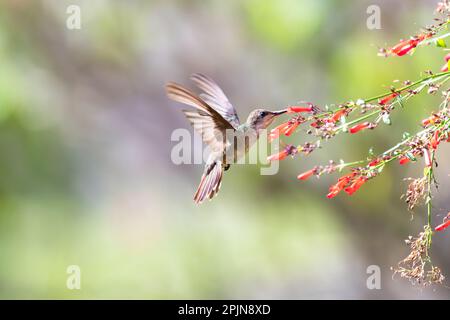 Ruby Topaz Hummingbird se nourrissant sur des fleurs rouges avec queue évasée et fond pastel. Banque D'Images