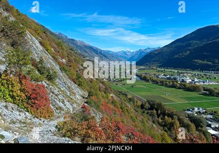 Buissons de fumée (Cotinus coggygria) aux couleurs automnales sur une pente sèche de la steppe rocheuse du Valais au-dessus de la vallée du Rhône près de Turtmann, Valais, Suisse Banque D'Images