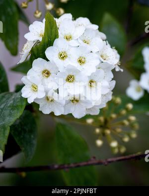 Spirea. Fleurs de spirée blanches. Ressort. Petites fleurs de spirée blanche parmi les feuilles vertes sur les branches. Banque D'Images